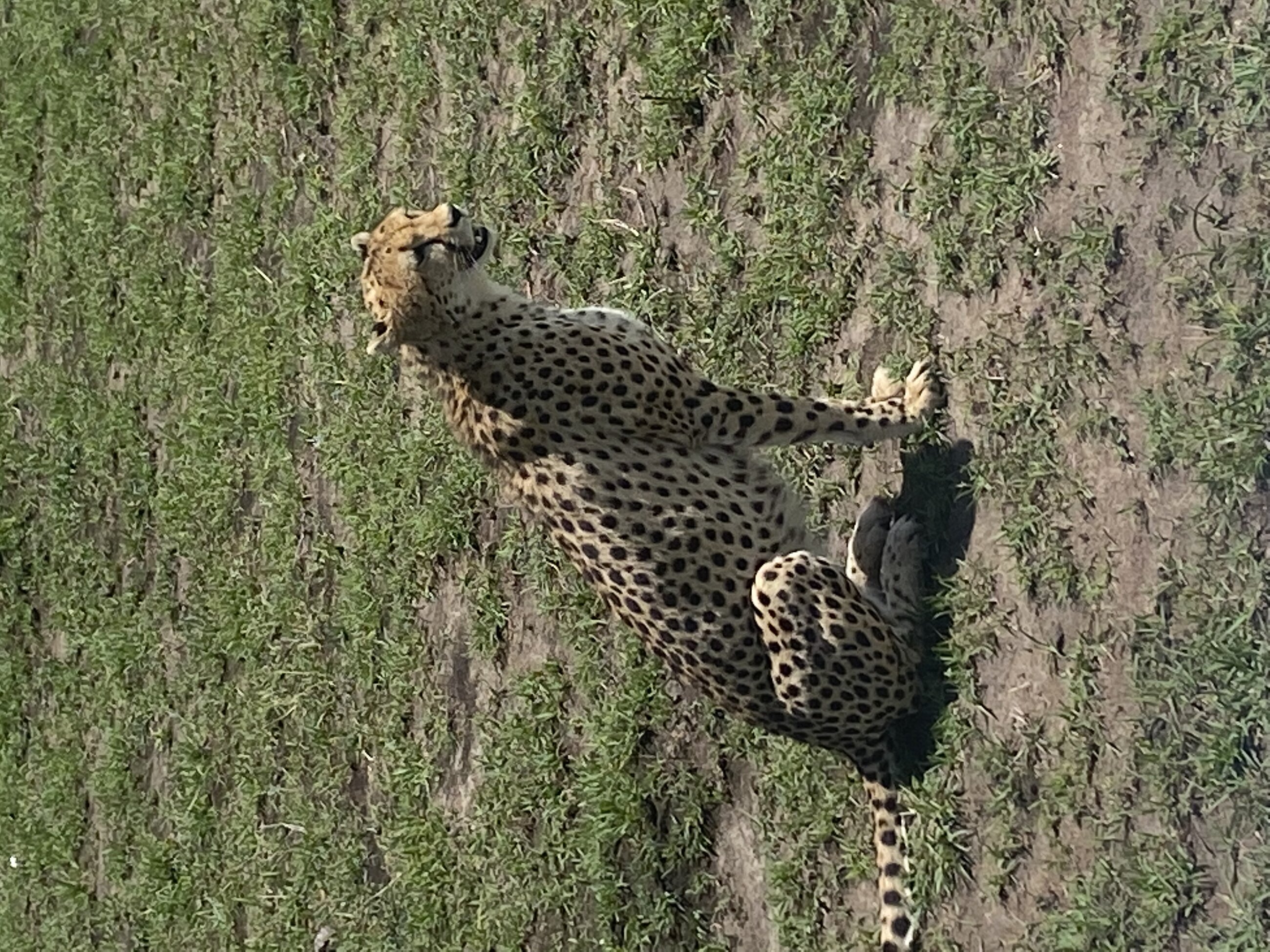 Cheetah
