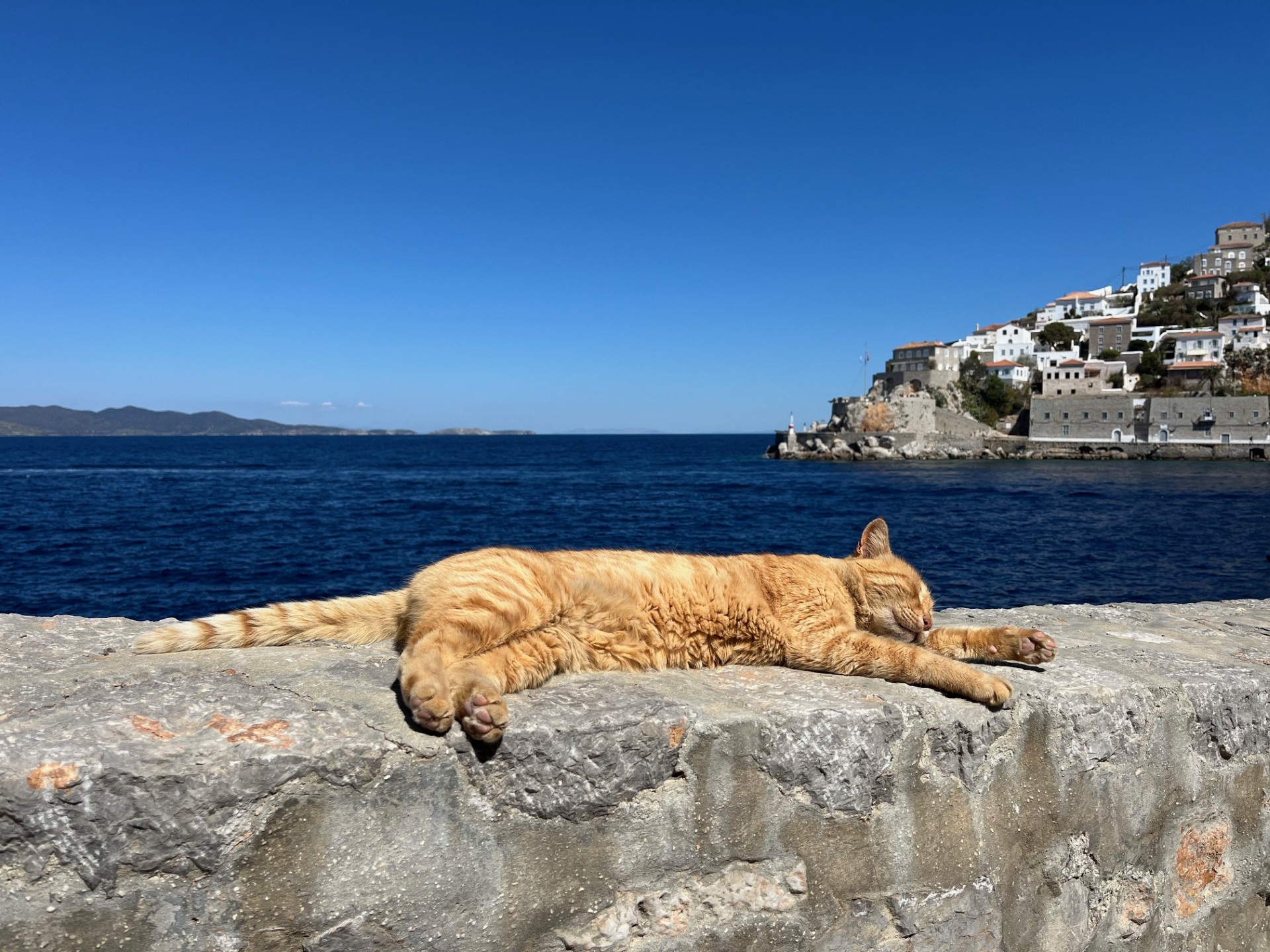 Cat on Hydra