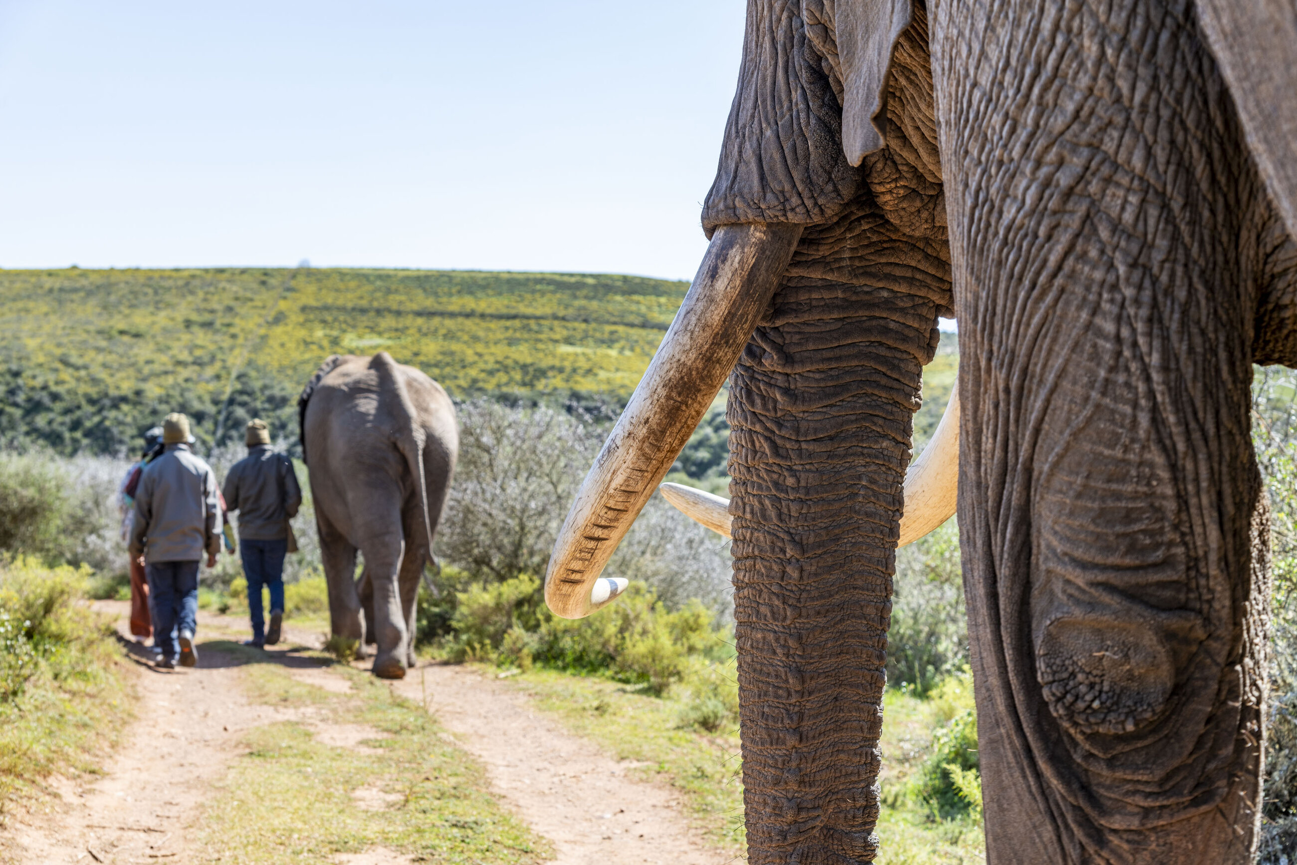 One of our tasks was to create media content to promote the elephant walks of this game reserve 