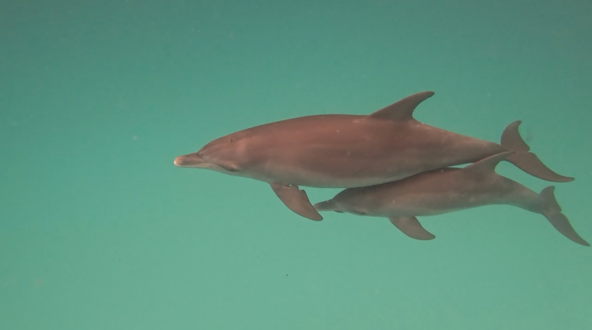 Learn the pros and cons of certain wildlife conservation methods regarding marine cetaceans (dolphins) while having the experience of your life 