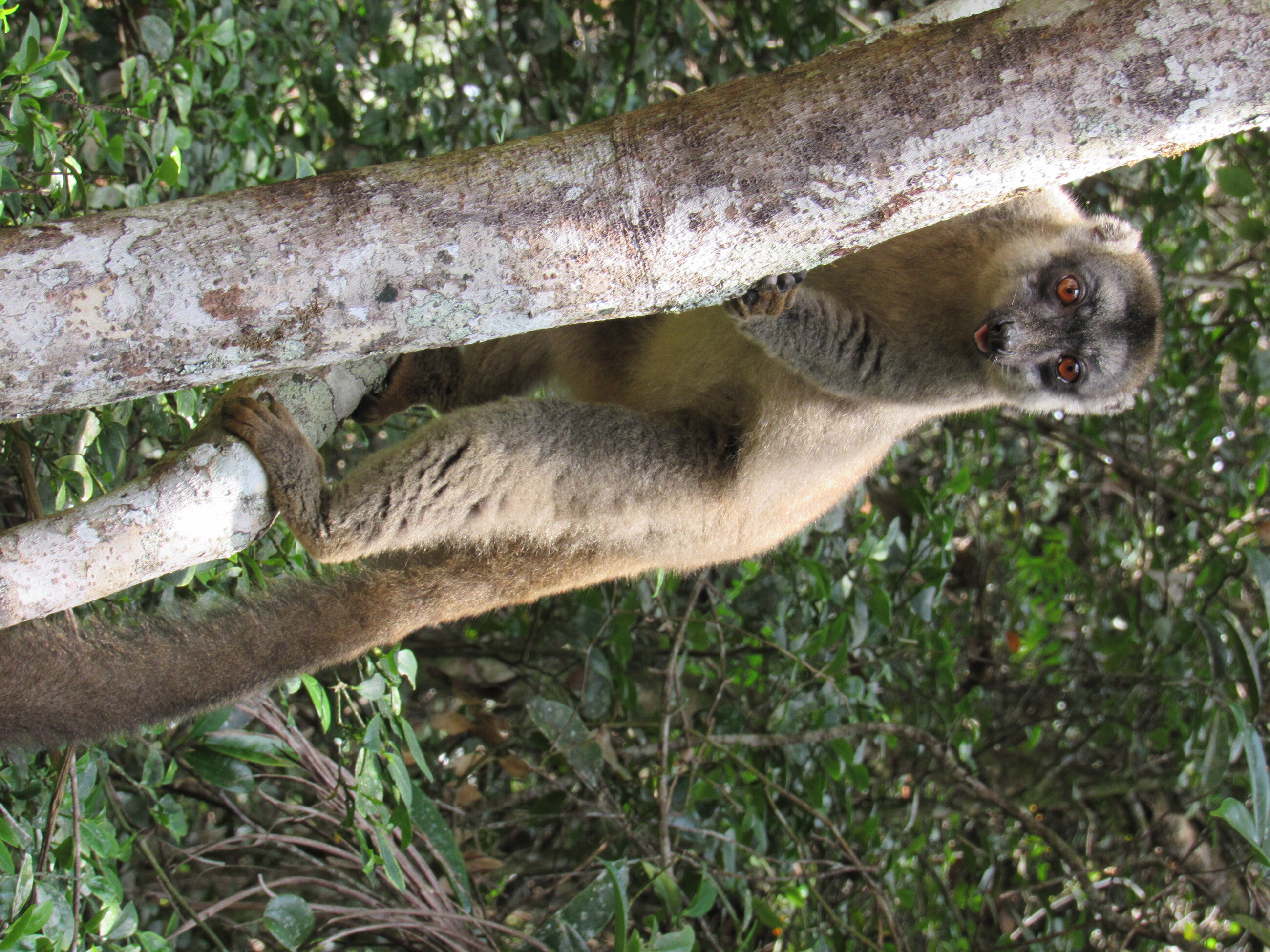 Common Brown Lemur studied for our Behavioral Field Methods Course!