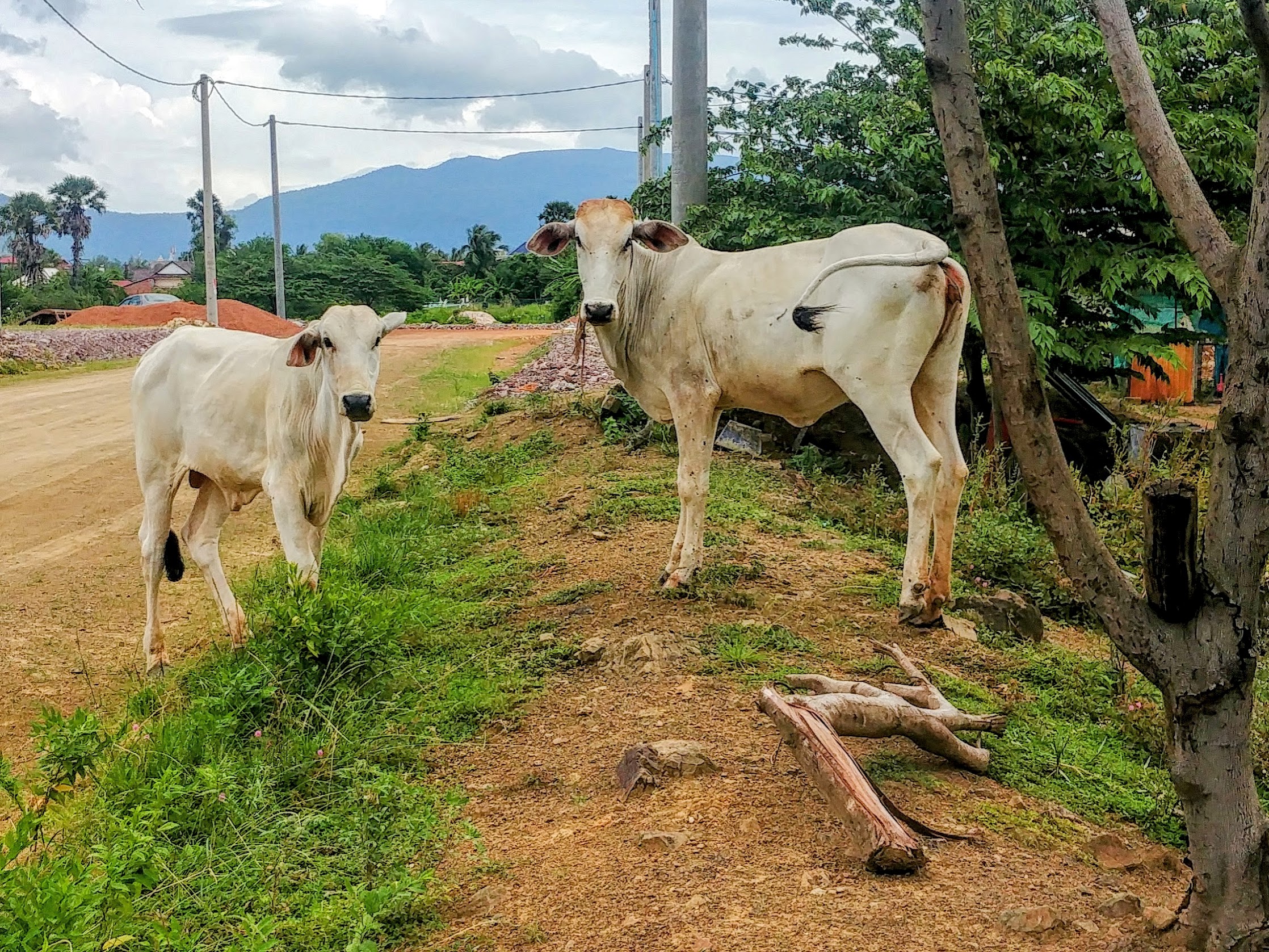 Curious Cows