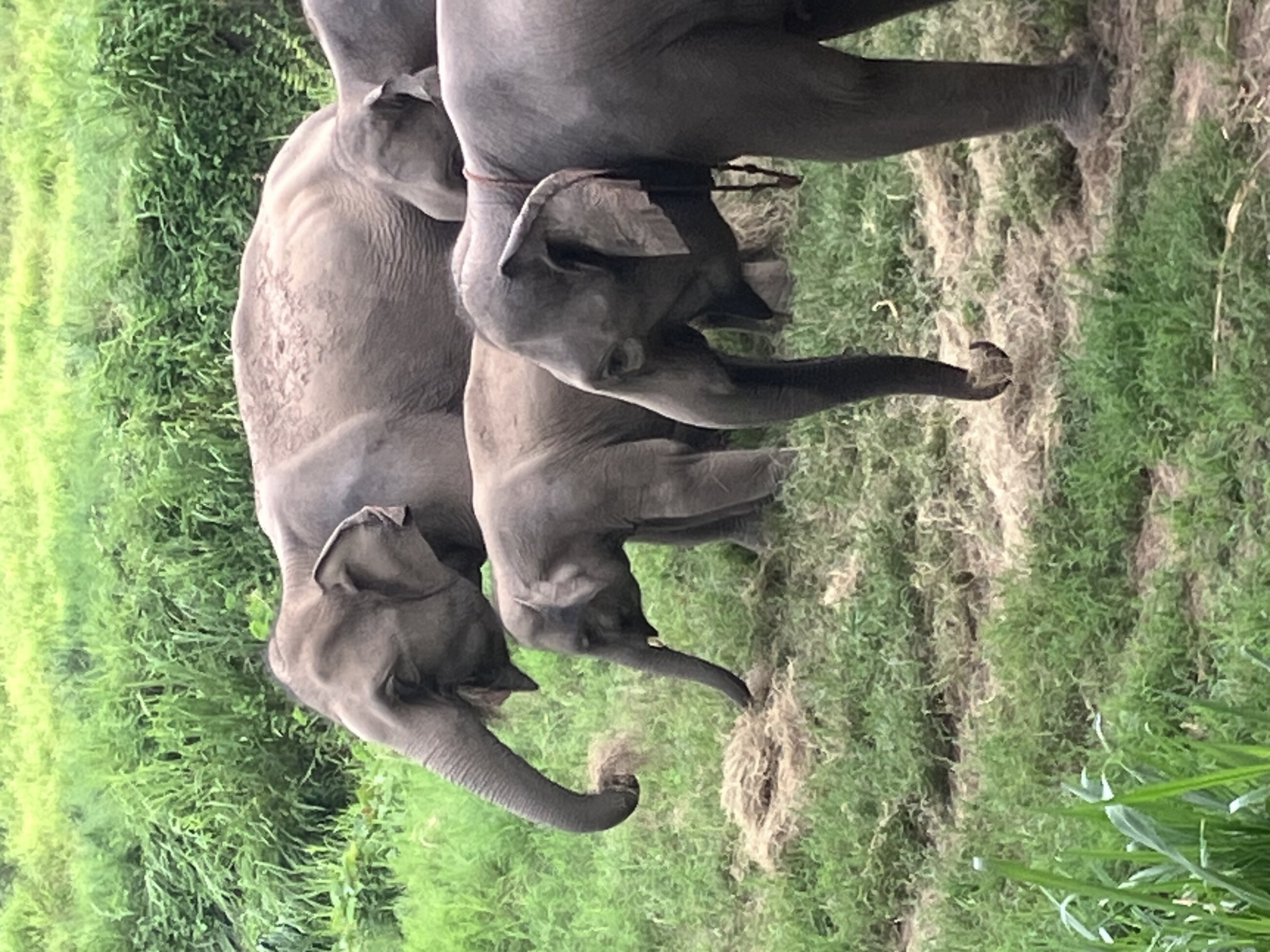 Elephant life