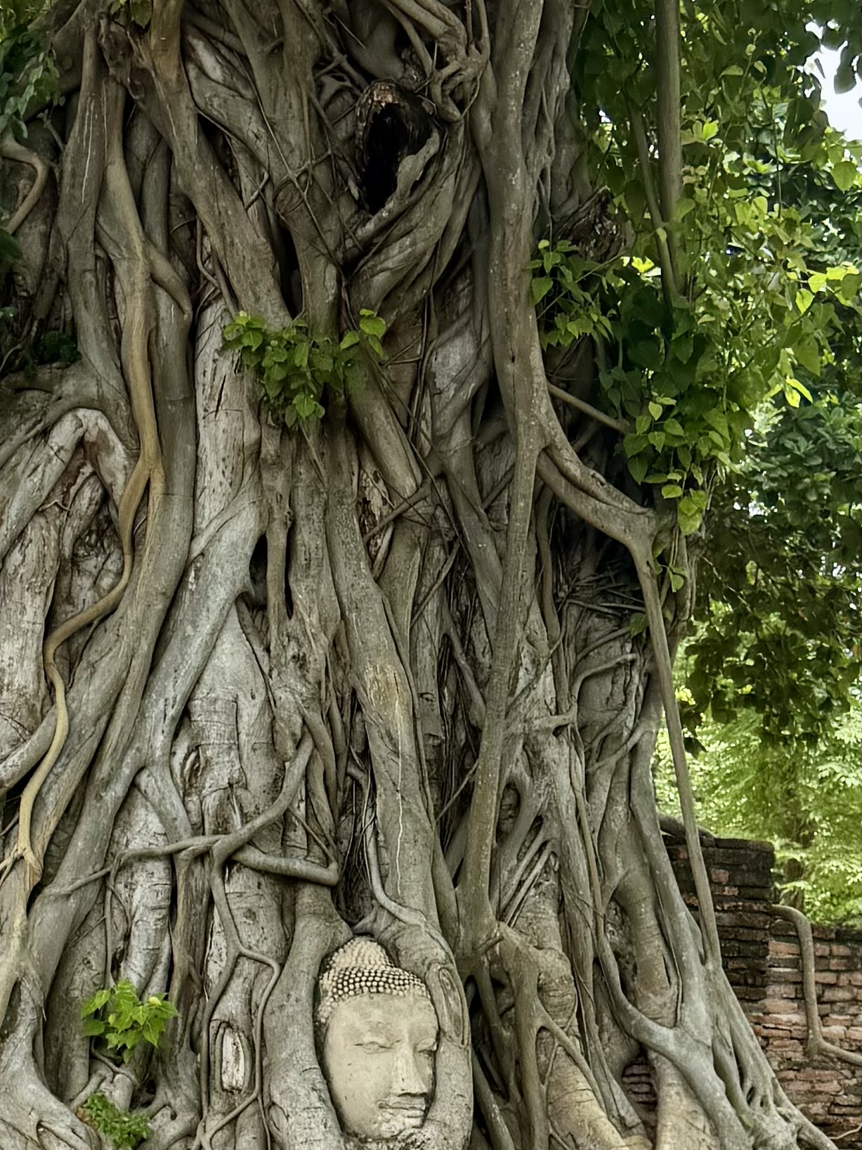 Buddha head in the tree