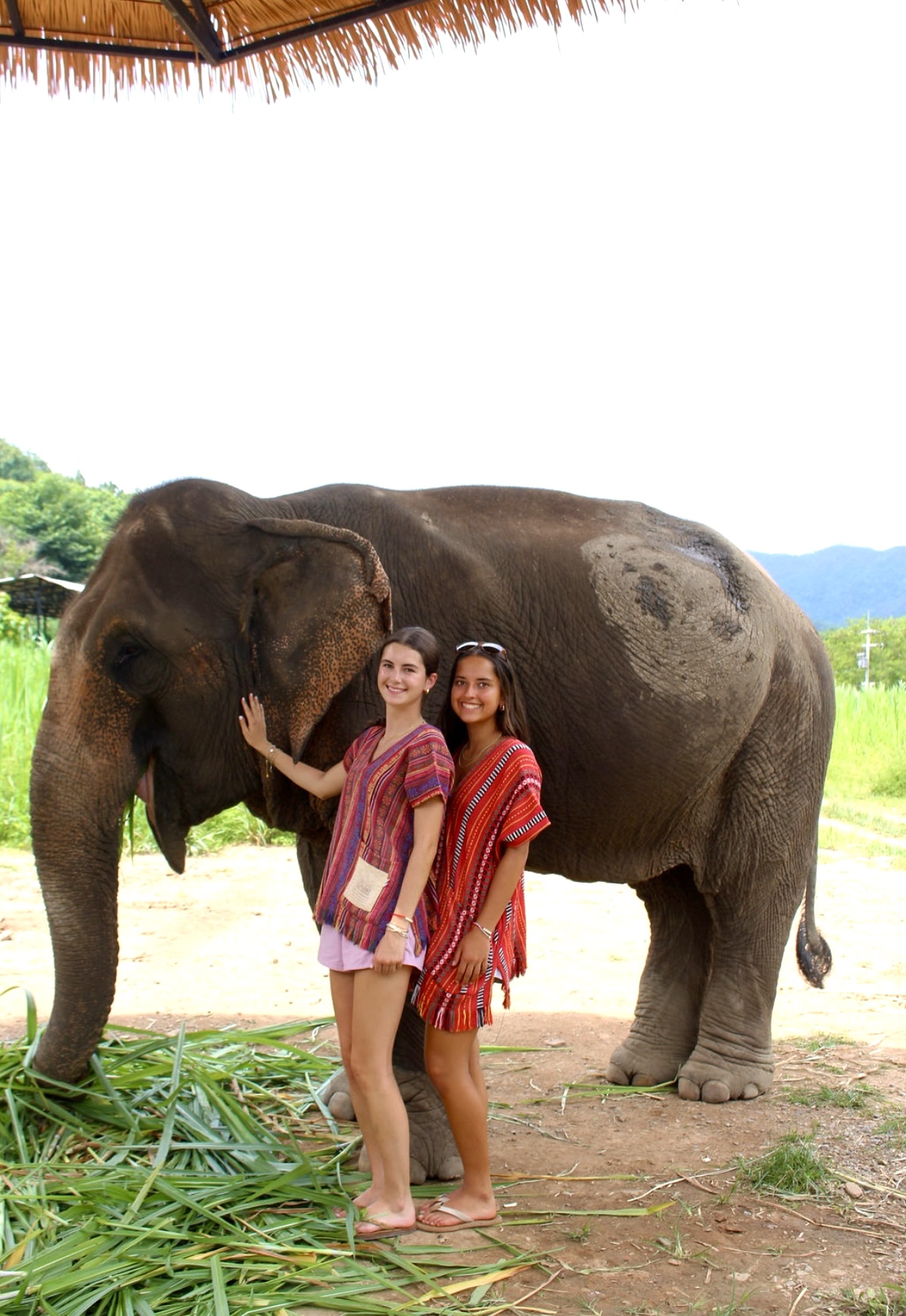 Elephants!