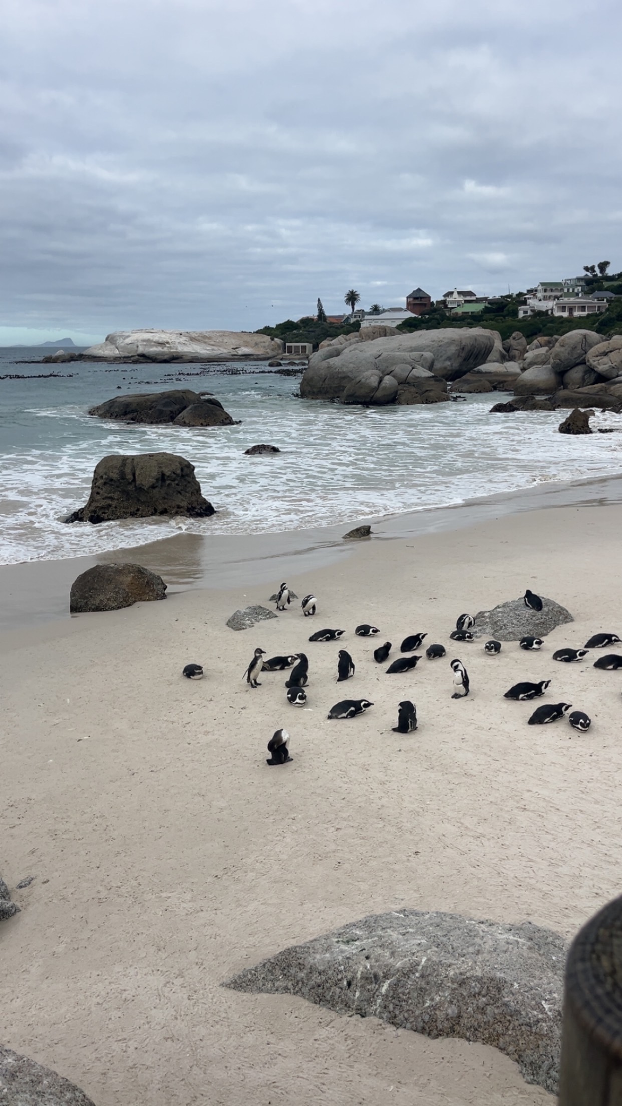 Penguins 