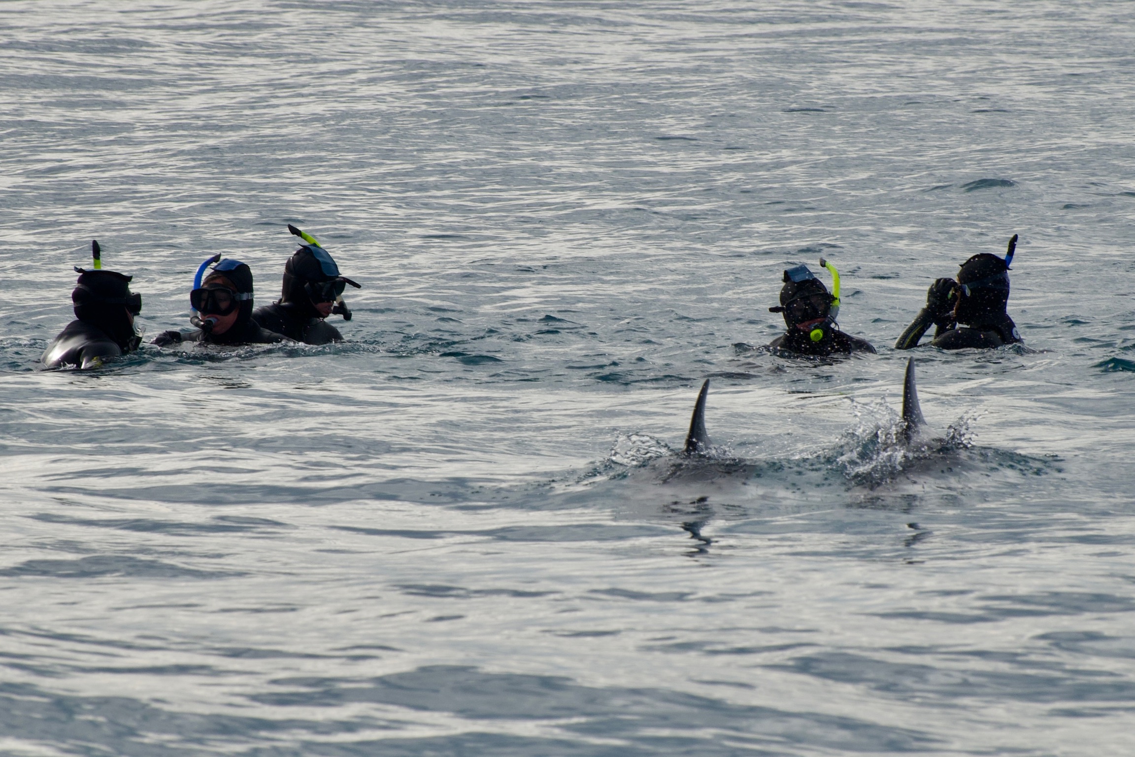 Swimming with Dolphins