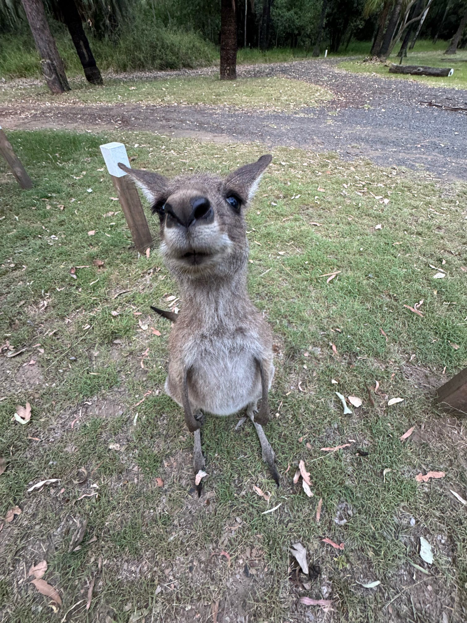 Francis, the domesticated kangaroo of Carnarvon Gorge!