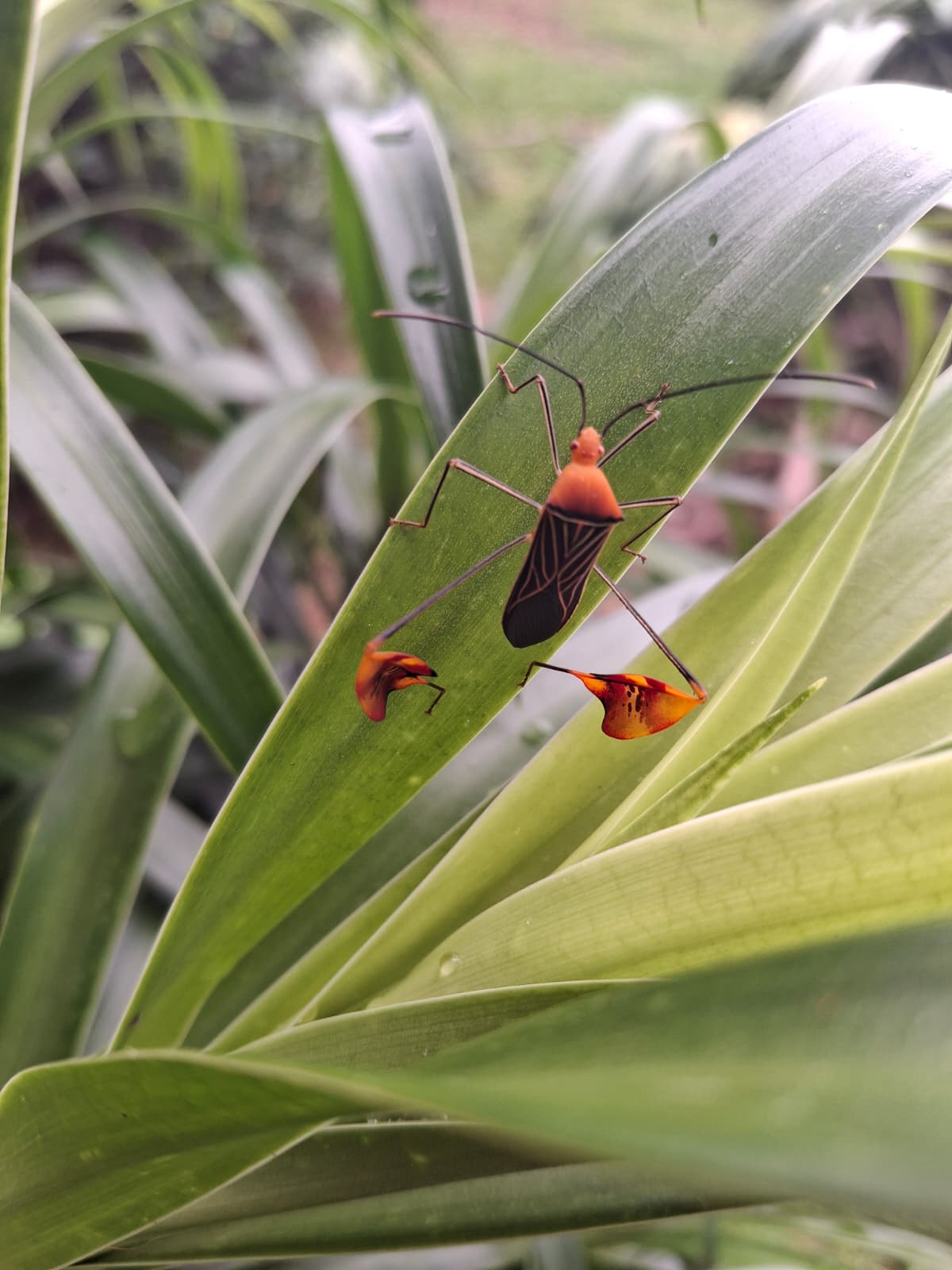 Always finding new creatures