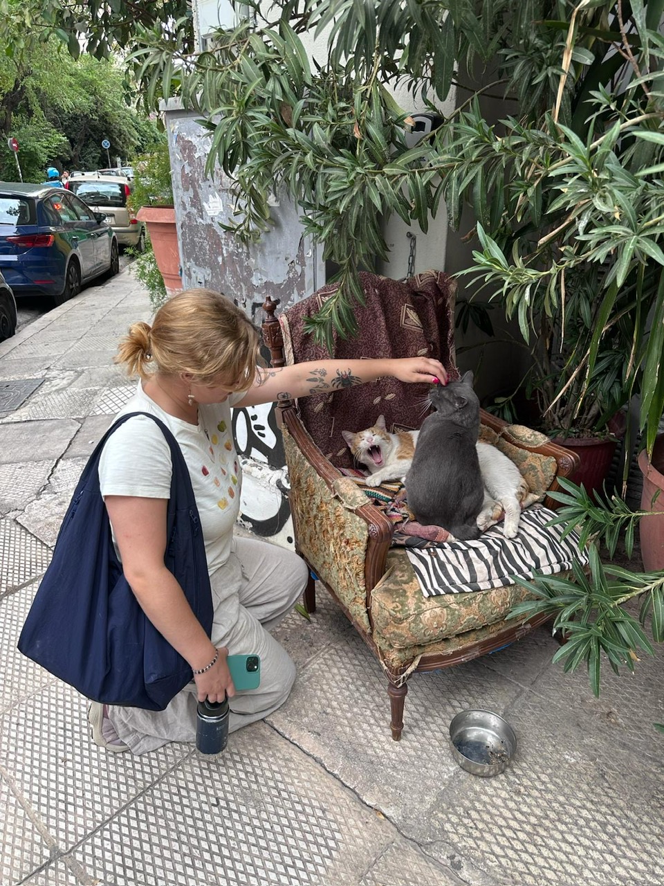 local cats