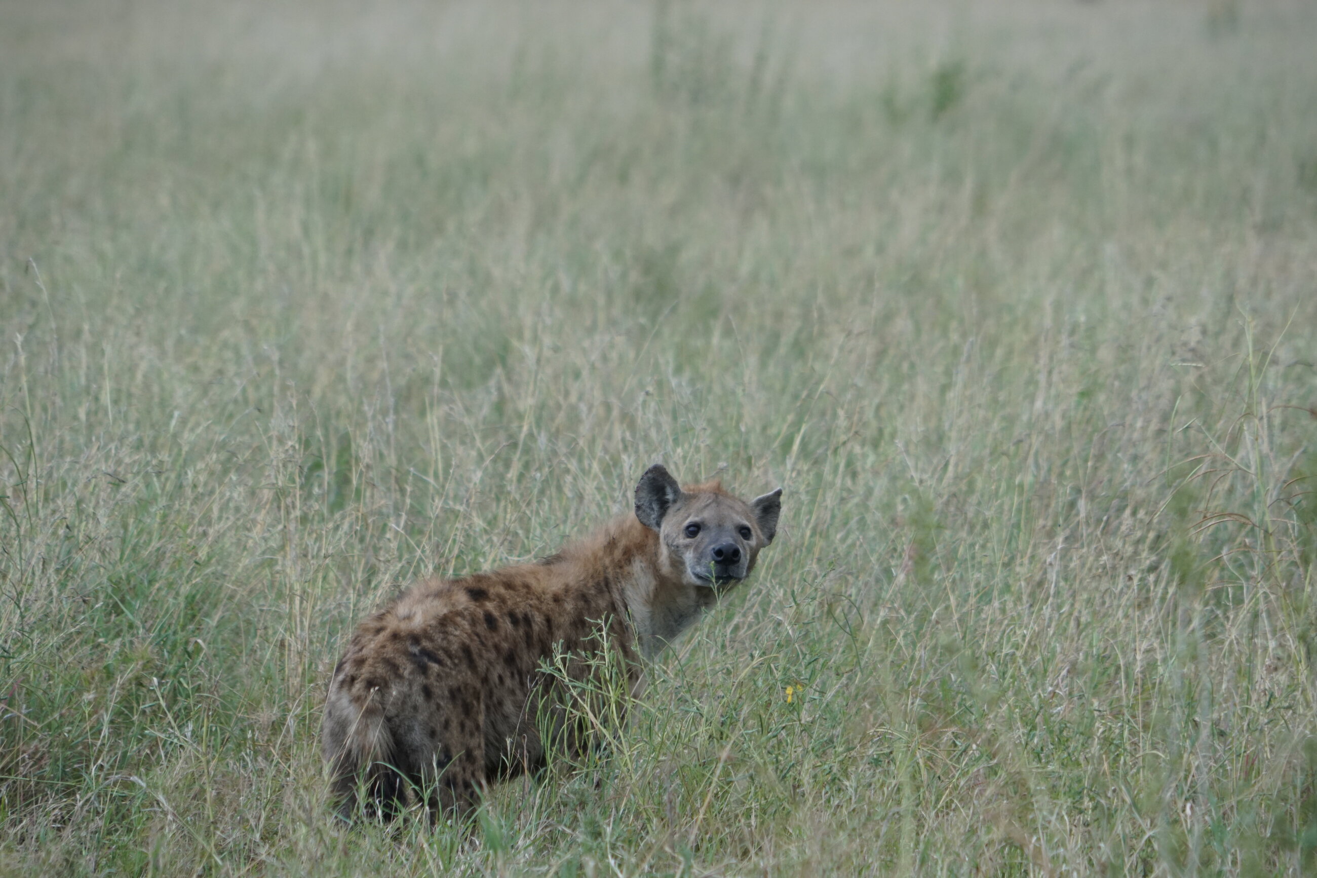 Hyena