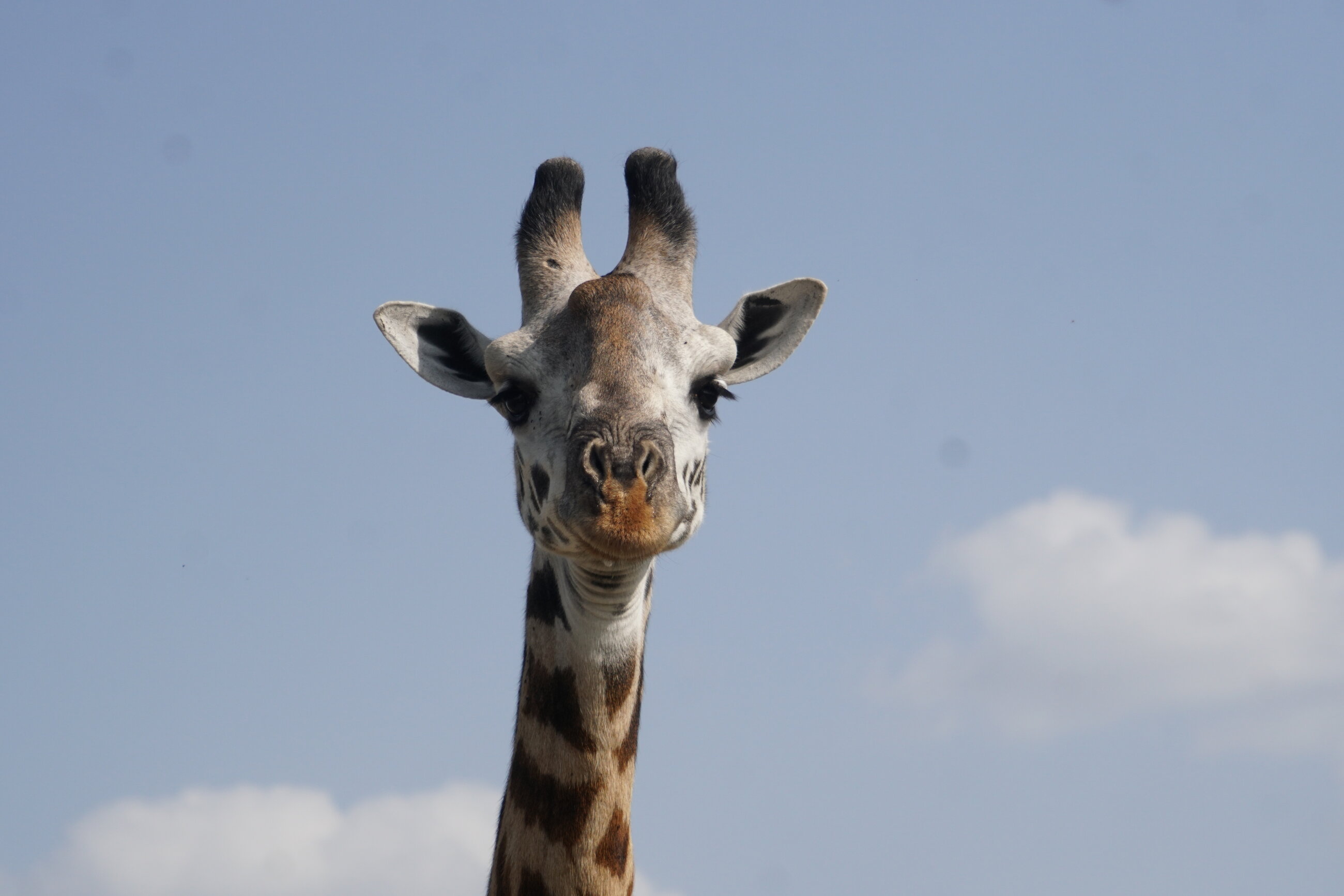 The giraffe stare