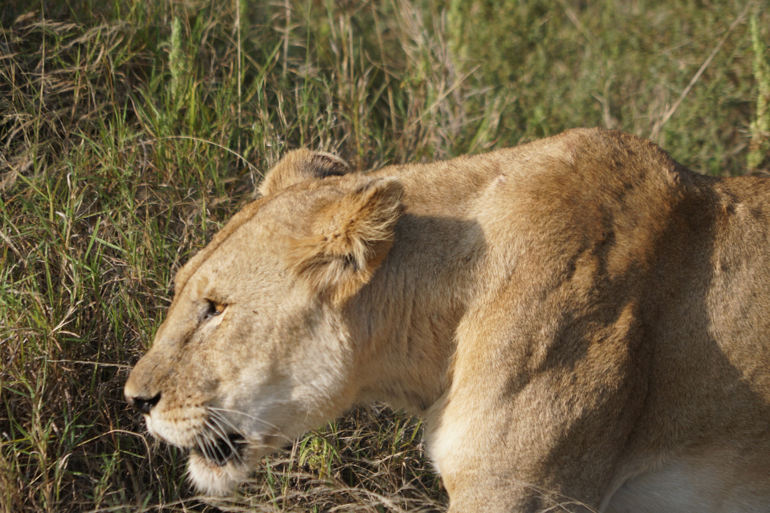 Lioness in the Serengeti