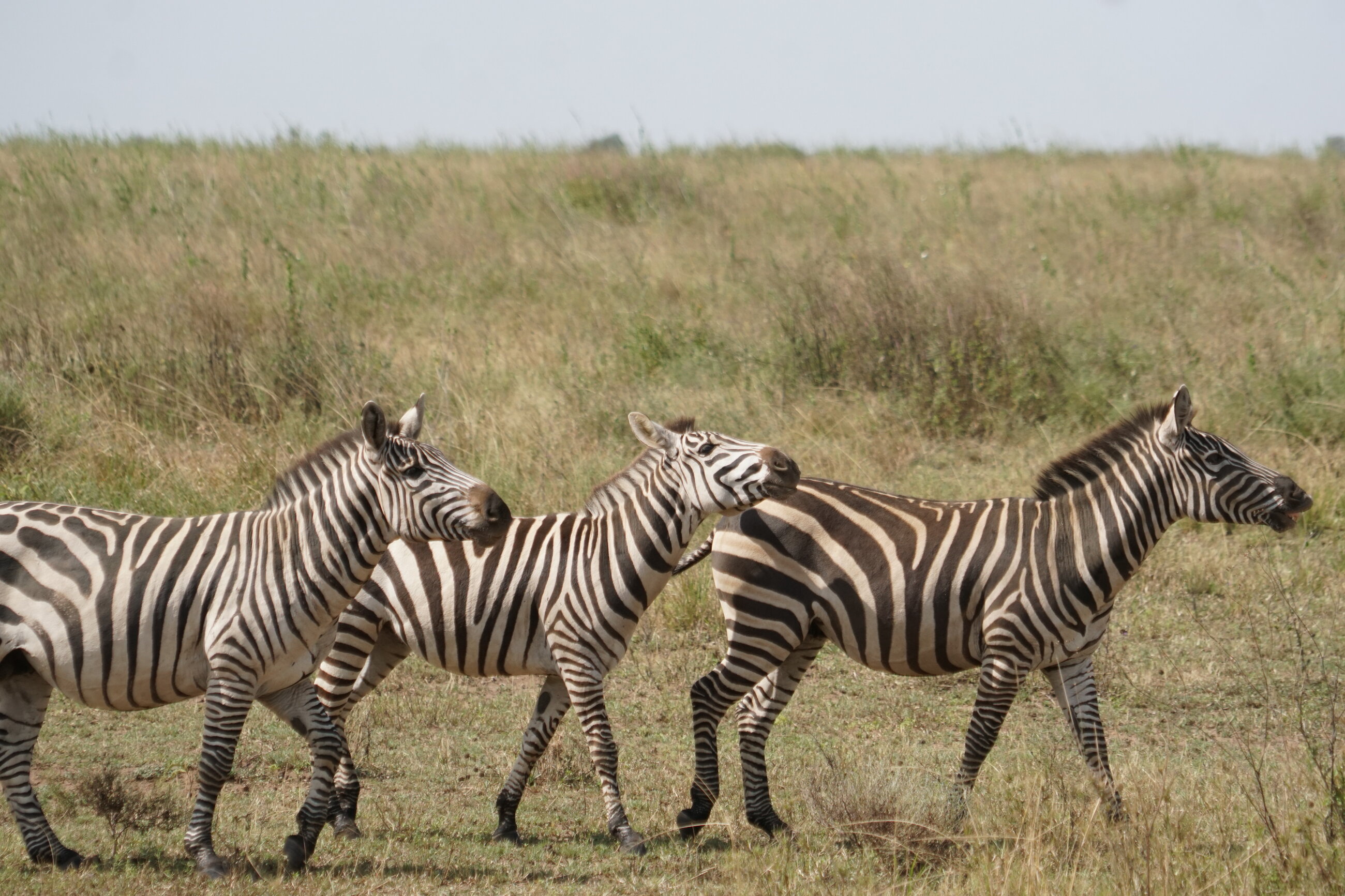Zebras