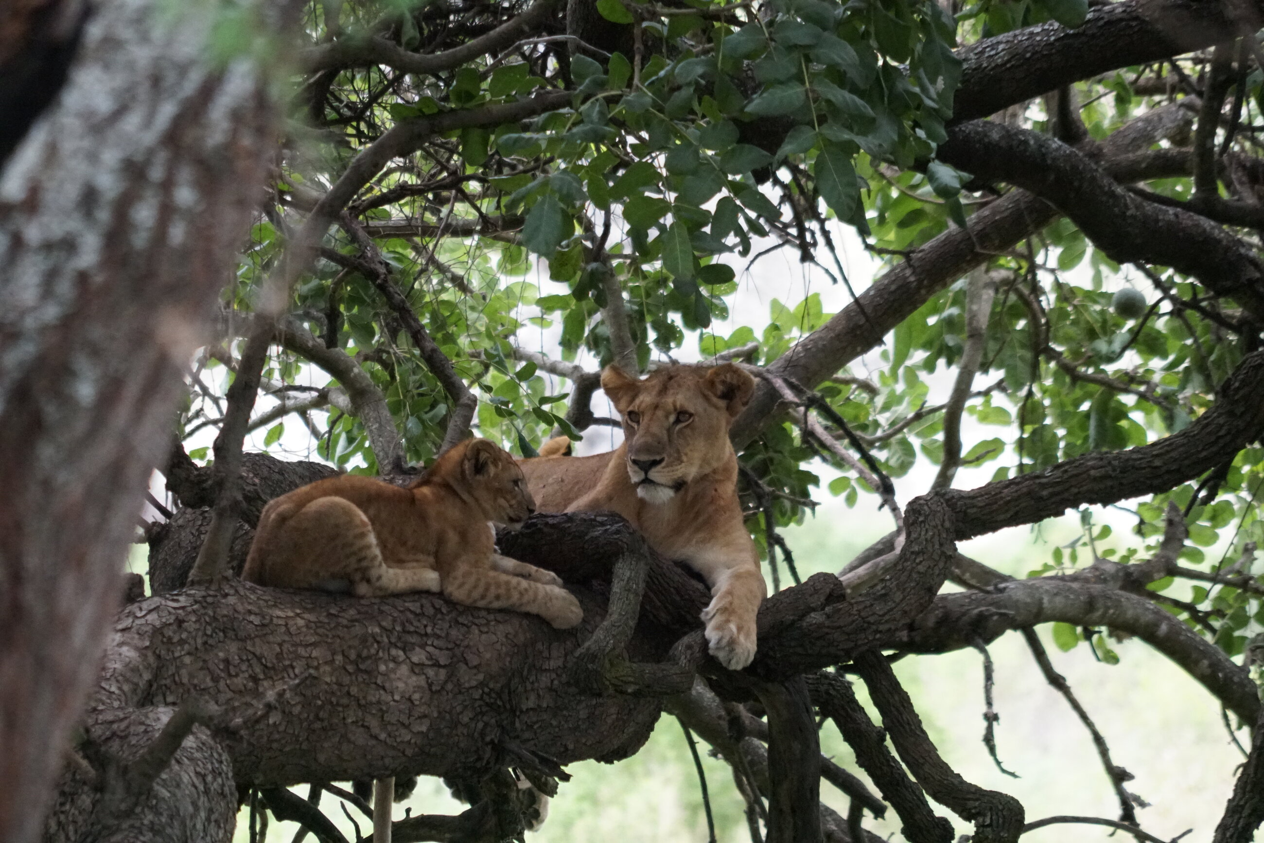 Tree climbing lions
