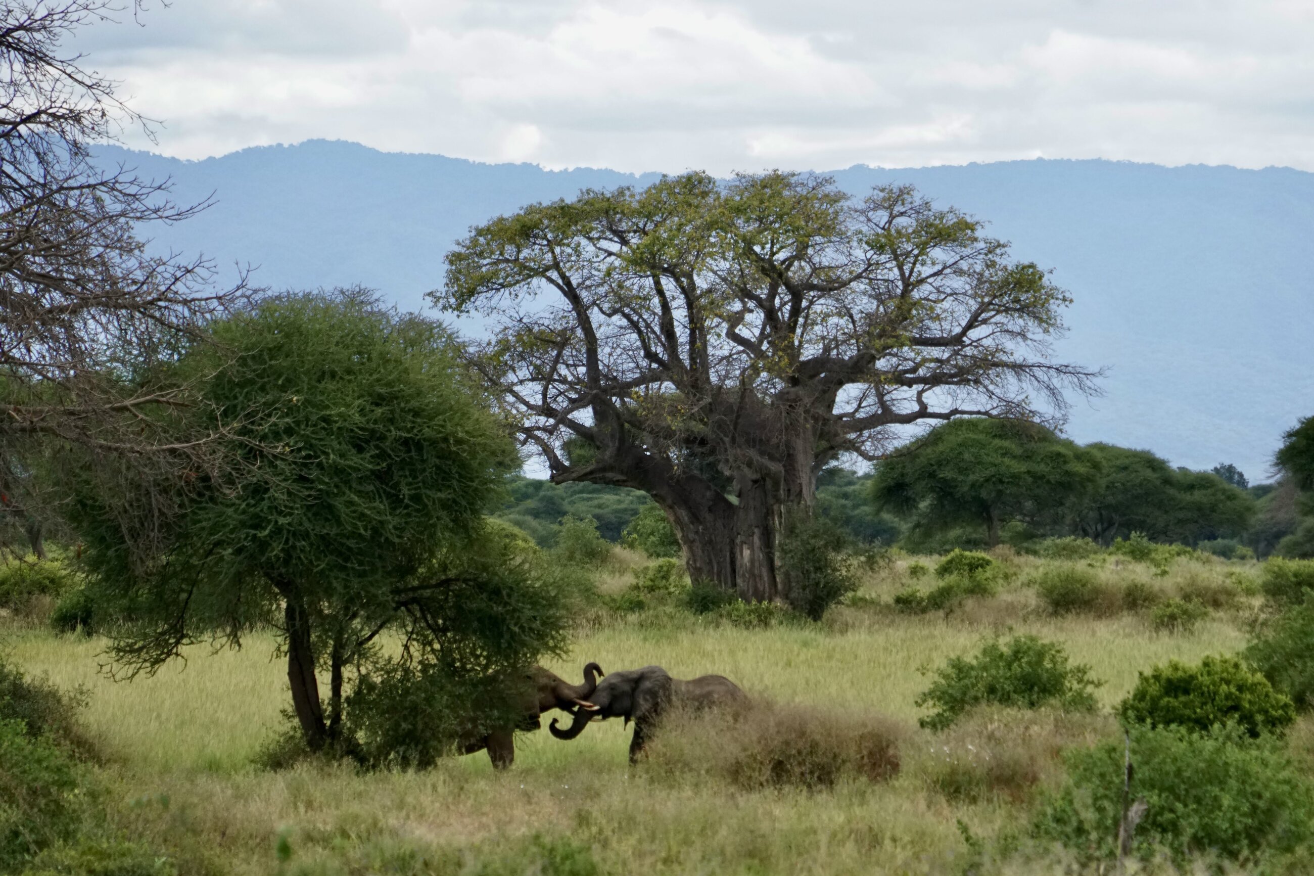 Elephants