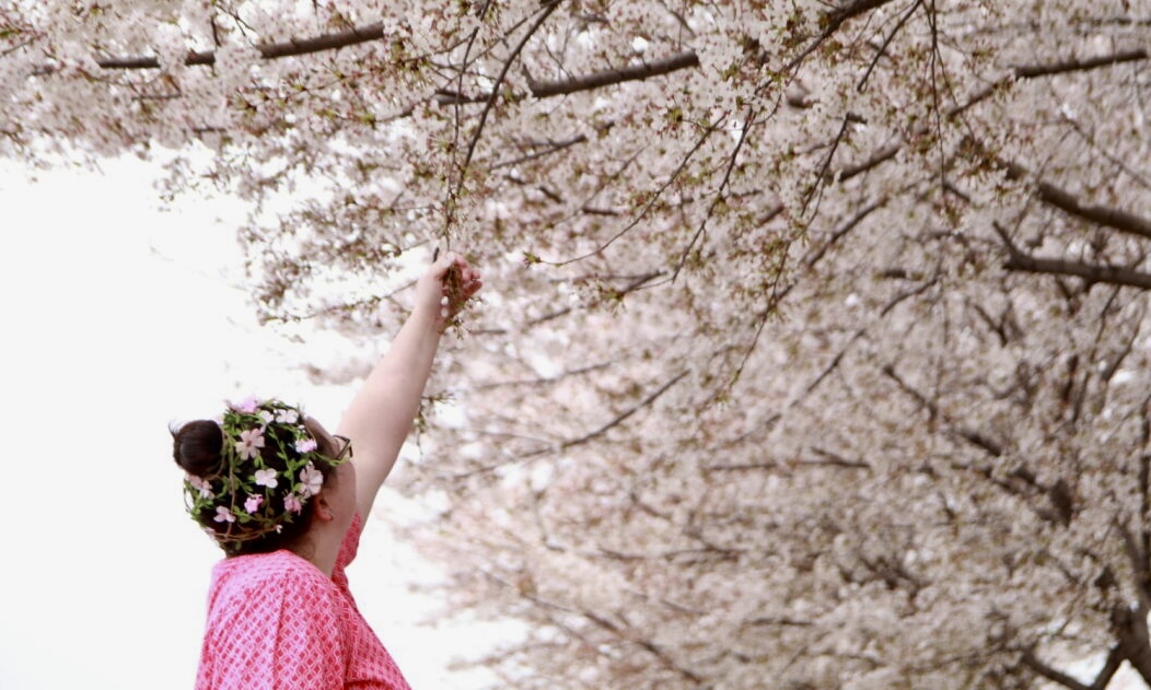 Cherry Blossoms