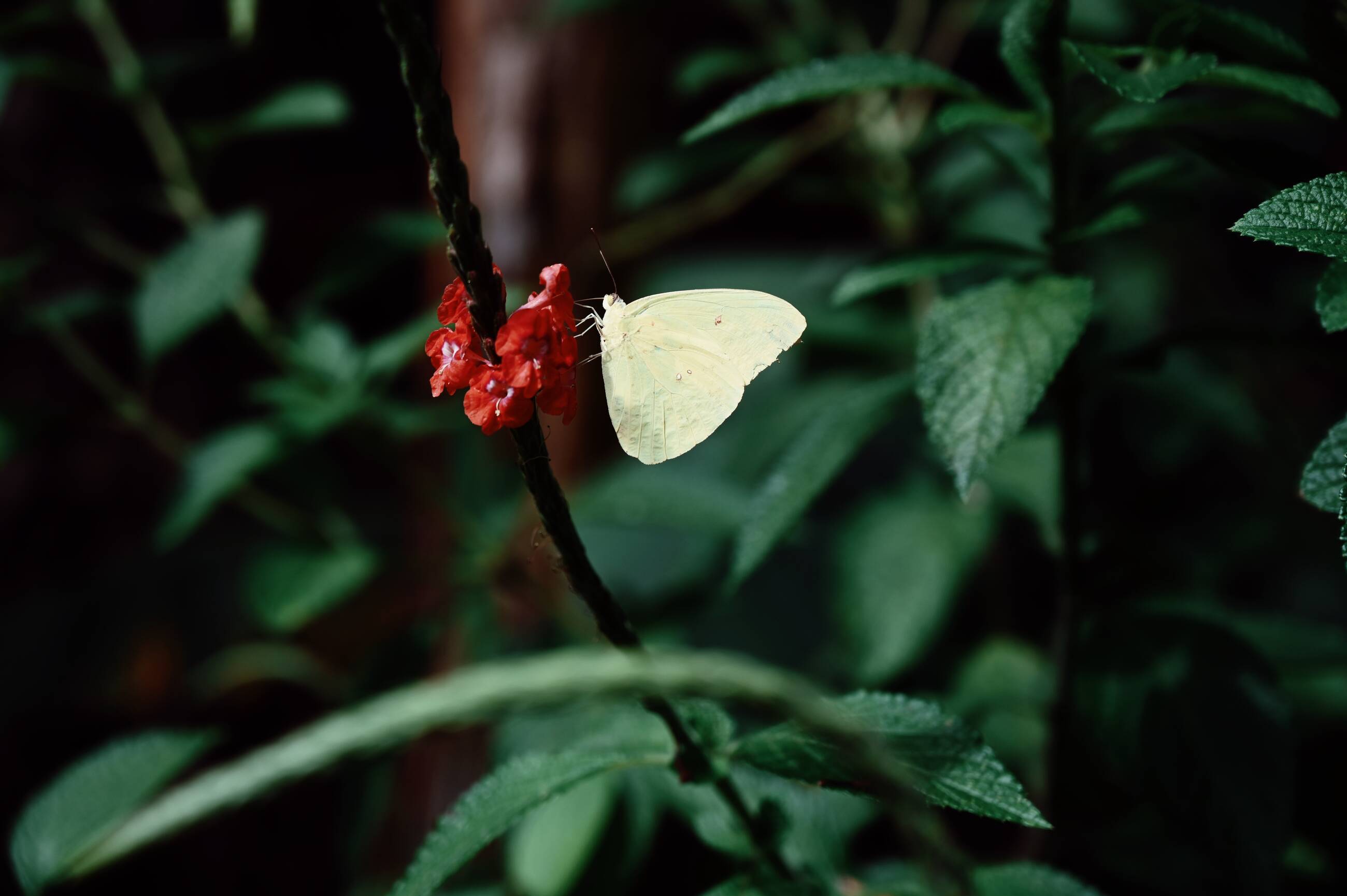 beauiful butterfly