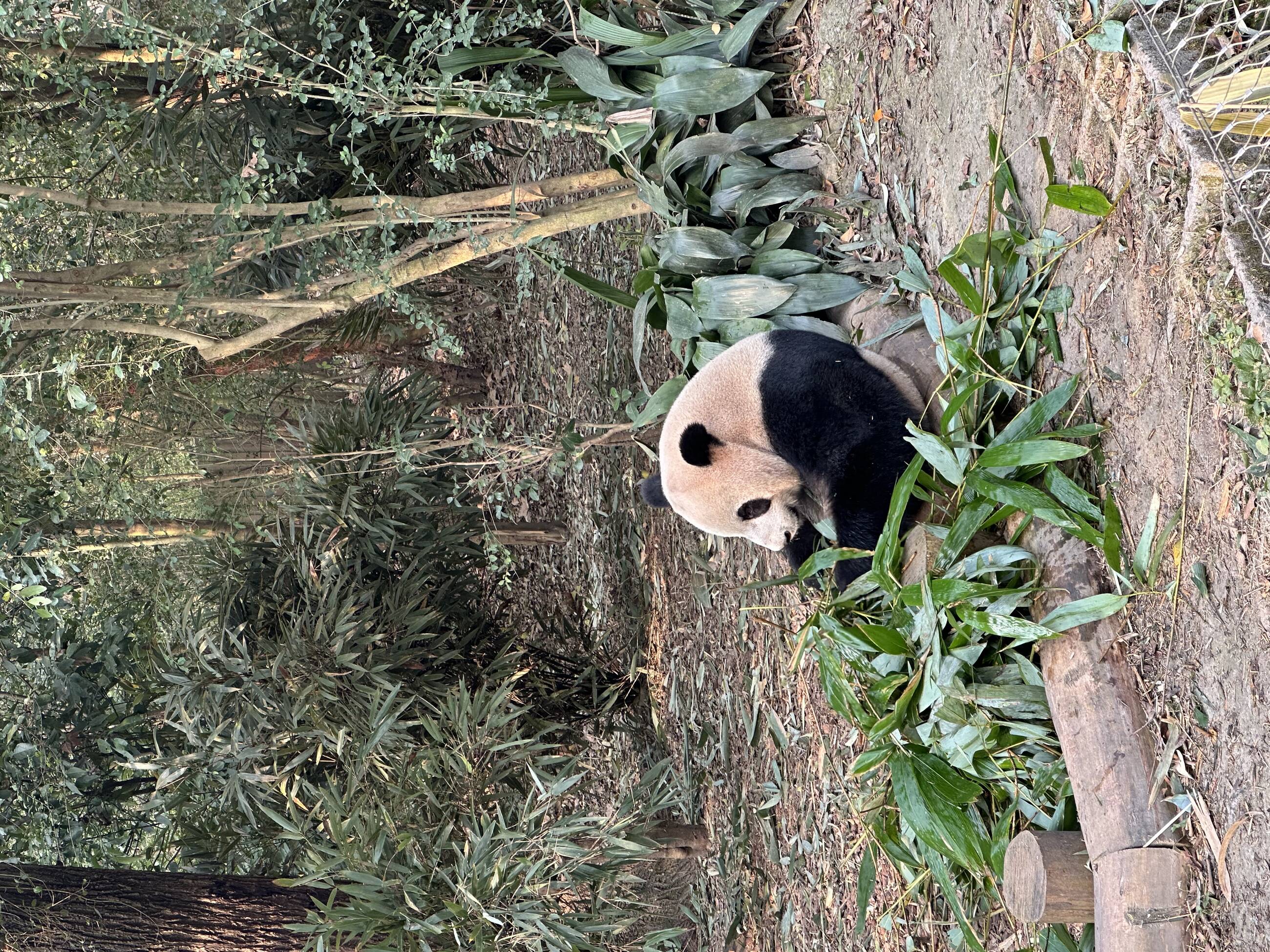 Panda