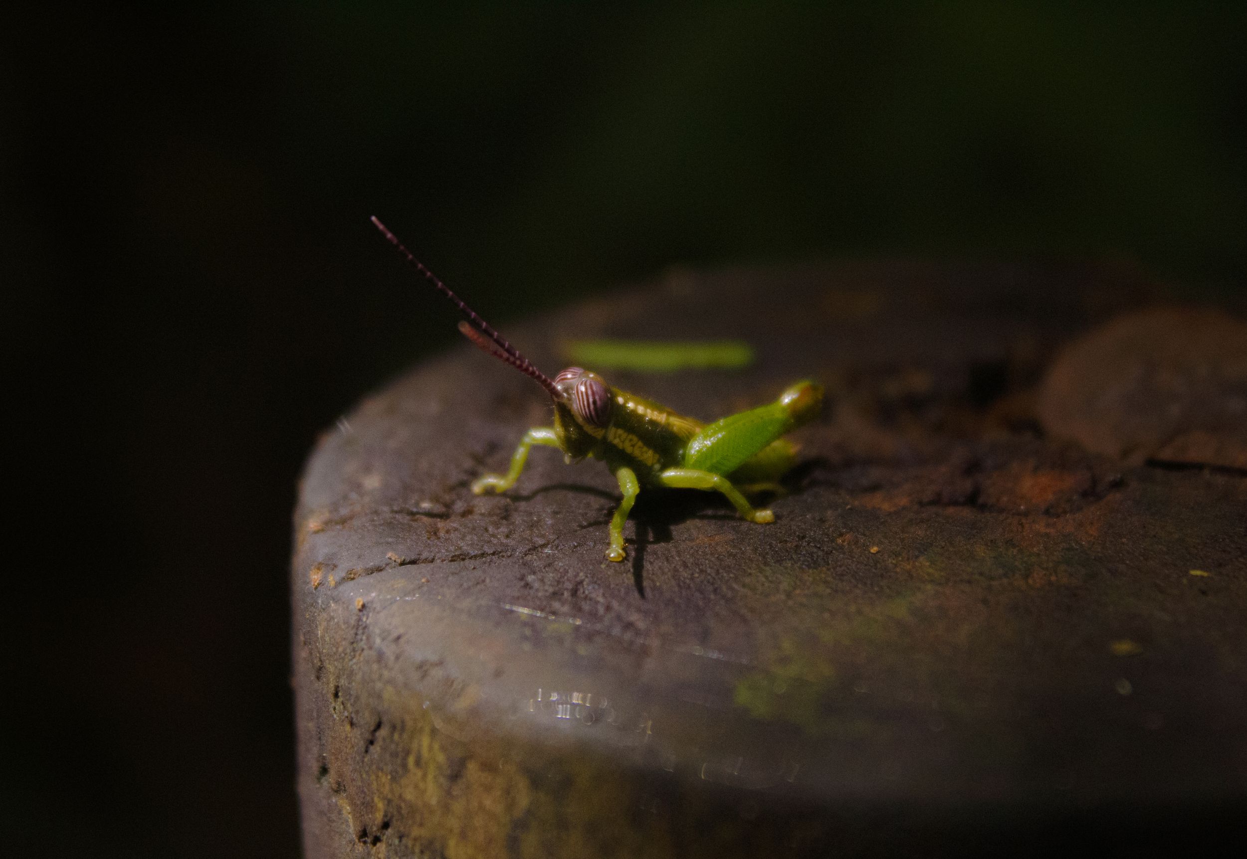 Grasshopper, captured at Carara National Park