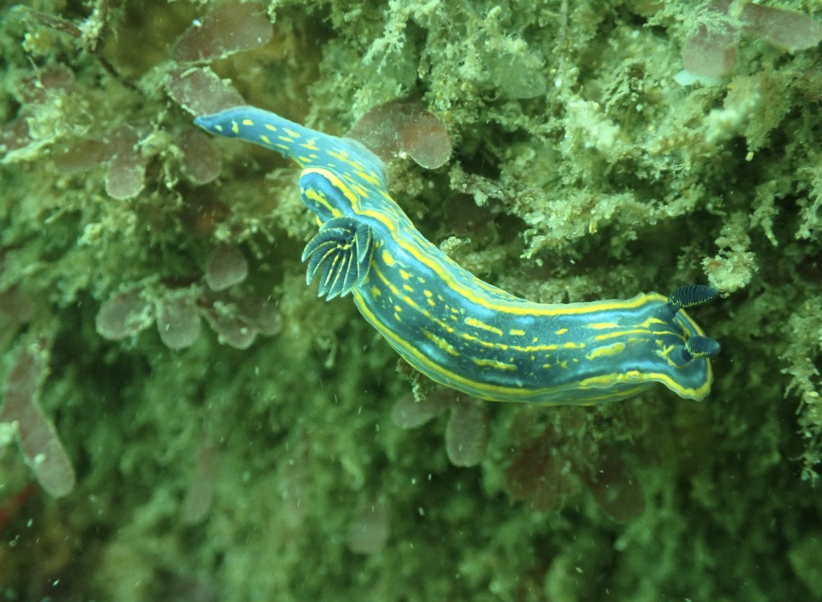 Marine Conservation 