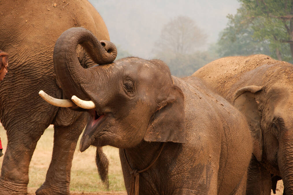 How to Volunteer at an Elephant Sanctuary in Thailand: The Reality of Volunteering with Elephants