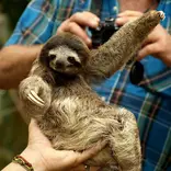 Sloth in Costa Rica