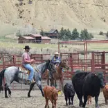 Riders and cows