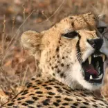 Cheetah roaring 