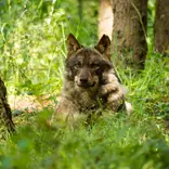 Wolf conservation in Portugal with IVHQ