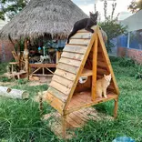 Animal Care Volunteer in Cambodia