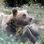 Bear Conservation Volunteer in Croatia
