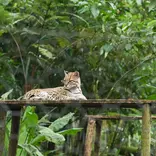 Amazon Animal Conservation- Ecuador