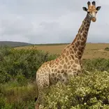 Wildlife Conservation South Africa