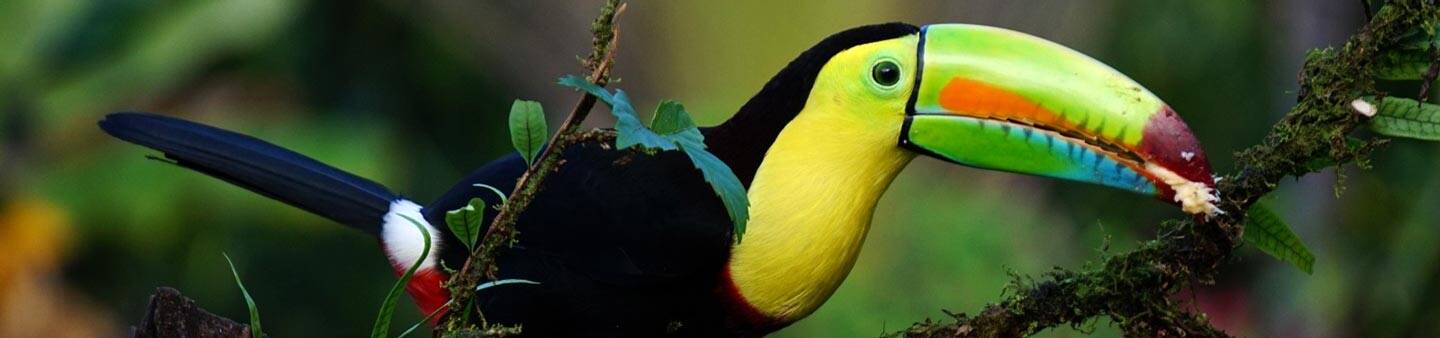 Internships in Costa Rica