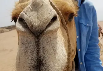 Camel 