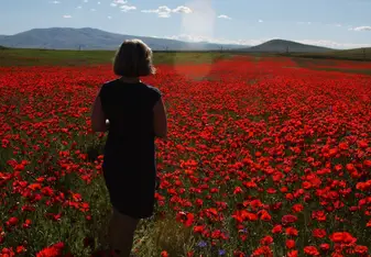 A poppy field