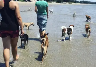 Daily Beach Walk