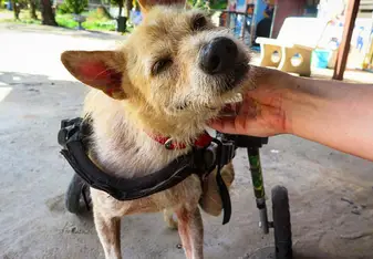 Sprite, our permanent wheelchair resident