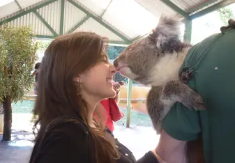 Koala Kiss