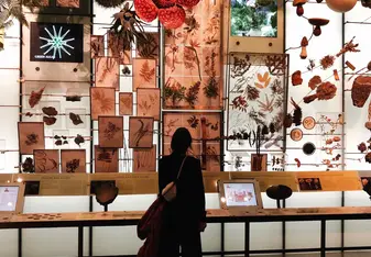At the American Museum of Natural History