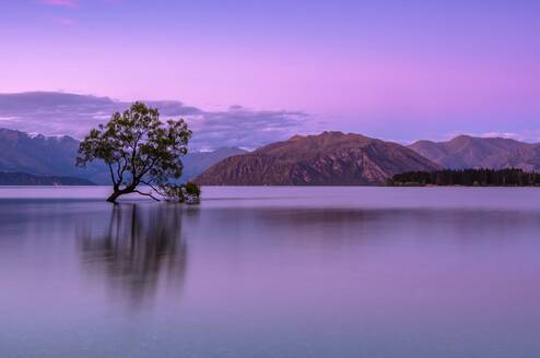 New Zealand CLP Header