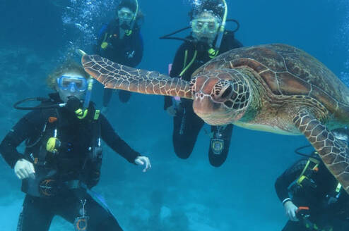 Divers underwater with a sea turtle