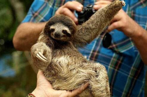 Sloth in Costa Rica