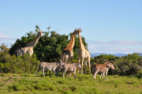 Game Reserve Volunteering with Gapforce 