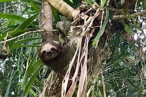 Sloth in Tree in Costa Rica