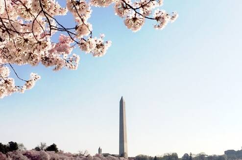 The Washington Monument with cherry blossoms
