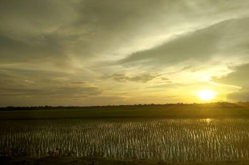 Assam 