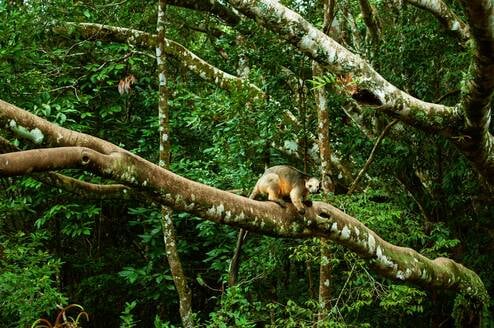 A tree kangaroo in a tree
