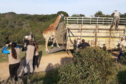 Giraffe relocation